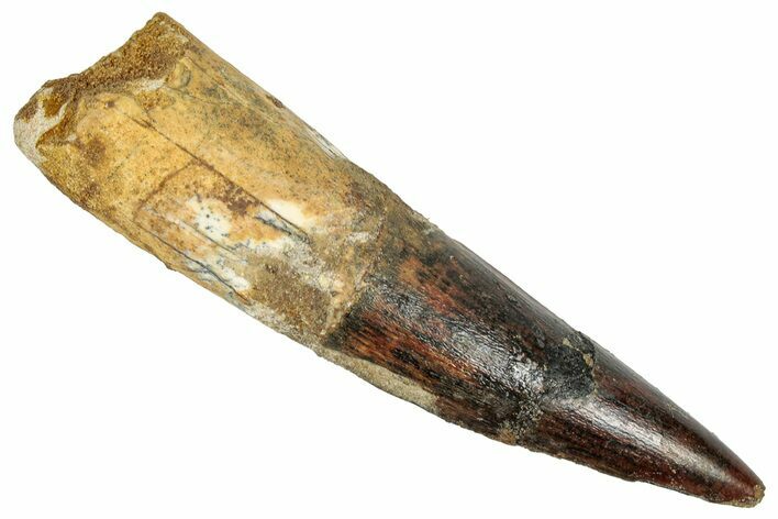 Fossil Spinosaurus Tooth - Real Dinosaur Tooth #348614